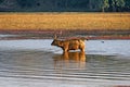 India, Ranthambore: Deers