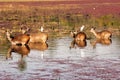 India, Ranthambore: Deers Royalty Free Stock Photo