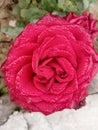 India is rose flavar in garden