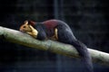 India`s Giant Technicolor Squirrels