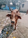 India's most beautiful cow four-legged and moon-like horns Royalty Free Stock Photo