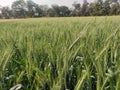 India`s village grain`s most important