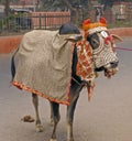 India - sacred cow Royalty Free Stock Photo