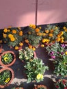 India small house flowar garden