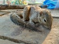 In India, squirrel is on a wooden board