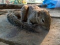 In India, squirrel is on a wooden board