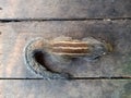 In India, squirrel is on a wooden board