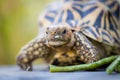 India or star turtle Royalty Free Stock Photo