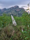 India tamilnadu madurai ruralscape agricultural fields white flower green meadows grasslands tourism destination mountain hill Royalty Free Stock Photo