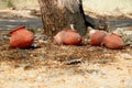 India traditional clay pots Royalty Free Stock Photo