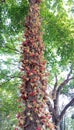 In India, this tree is known as `Nag Panchami` Royalty Free Stock Photo