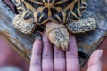 India turtle Royalty Free Stock Photo