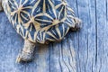 India turtle Royalty Free Stock Photo