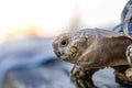 India turtle Royalty Free Stock Photo