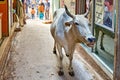 India. Varanasi Benares Uttar Pradesh. Holy cow in the streets