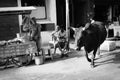 sacred cows on the streets of Indian cities