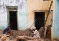 Indian farmers harvested beans and threshed manually