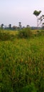 India Village homes raice plant and evening Royalty Free Stock Photo