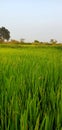 India Village raice plant and evening Royalty Free Stock Photo