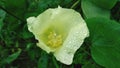 24-08-2020 india; Water drops on cottone flower in farm, lite yellow colour cottone flower close-up with green background.
