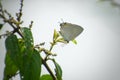 India white tufted royal butterfly nectaring on flower Royalty Free Stock Photo