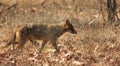 India Wild Dog Royalty Free Stock Photo