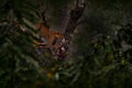India wildlife, leopard on the tree with catch chital spotted deer in forestforest. Indian leopard, Panthera pardus fusca, in Royalty Free Stock Photo
