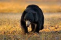 India wildlife. Sloth bear, Melursus ursinus, Ranthambore National Park, India. Wild Sloth bear in nature habitat, wildlife photo