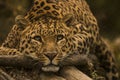 INDIA WILDLIFE  STARING COOLY THE LEOPARD Royalty Free Stock Photo