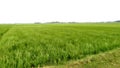 Paddy crops field with green rice plant