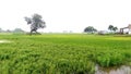 Green grown rice crop field near village