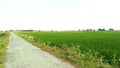 Paddy crops green field with road close up