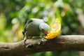 Indiaan Ring-necked parakeet, Adelaide Zoo, South Australia Royalty Free Stock Photo