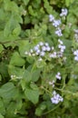 Indian Ageratum conizoids found in Assam state at sonapur