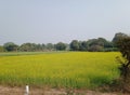 Indian Agricultural Field with Mustard Crop in Madhya Pradesh India