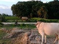 Indian agricultural land and animal .
