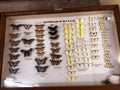 indian agriculture field butterflies kept into the laboratory for preservation