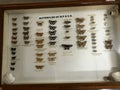 indian agriculture field butterflies kept into the laboratory for preservation