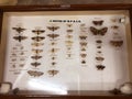 indian agriculture field butterflies kept into the laboratory for preservation