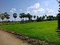 Indian agriculture lands looking green