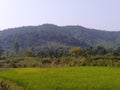 Indian Agriculture Paddy Framing Field Near To Forest Mountain