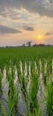 Indian agriculture Paddy sun set India