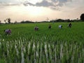 Indian agriculture style sun set Paddy filleds agriculture labour India Telangana rural