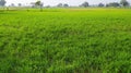 Indian agro farm Royalty Free Stock Photo