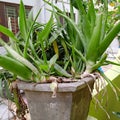 Indian albera tree in tub from my wall Royalty Free Stock Photo