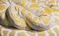 Albino Indian python closeup