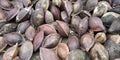 Almond with shell or Prunus amygdalus and Prunus dulcis Royalty Free Stock Photo