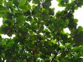 Indian almond (Terminalia catappa) or beach almond tree