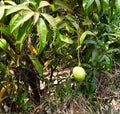 Indian Alphonso Mango on Mango Tree - Mangifera Indica