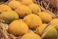 Indian alphonso mangoes Royalty Free Stock Photo